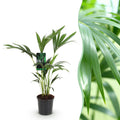 Howea Forsteriana – Kentia – Palme – 70-75cm – 17cm – Pflegeleichte Zimmerpalme mit eleganten Wedeln – Plant
