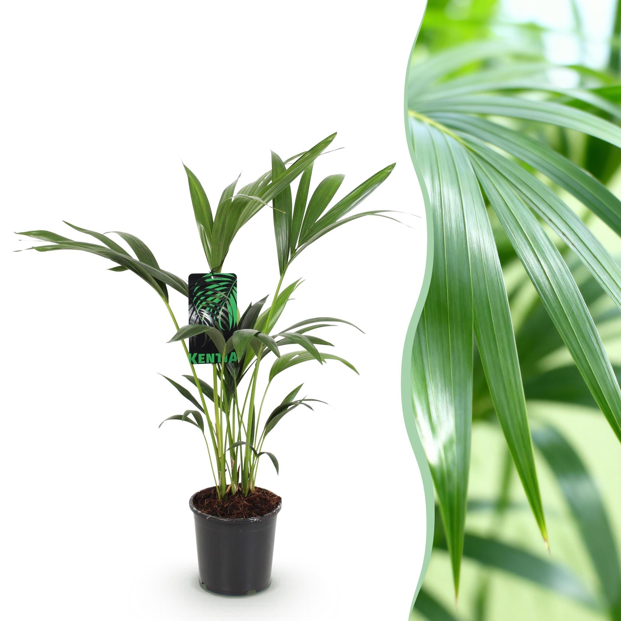 Howea Forsteriana – Kentia – Palme – 70-75cm – 17cm – Pflegeleichte Zimmerpalme mit eleganten Wedeln – Plant
