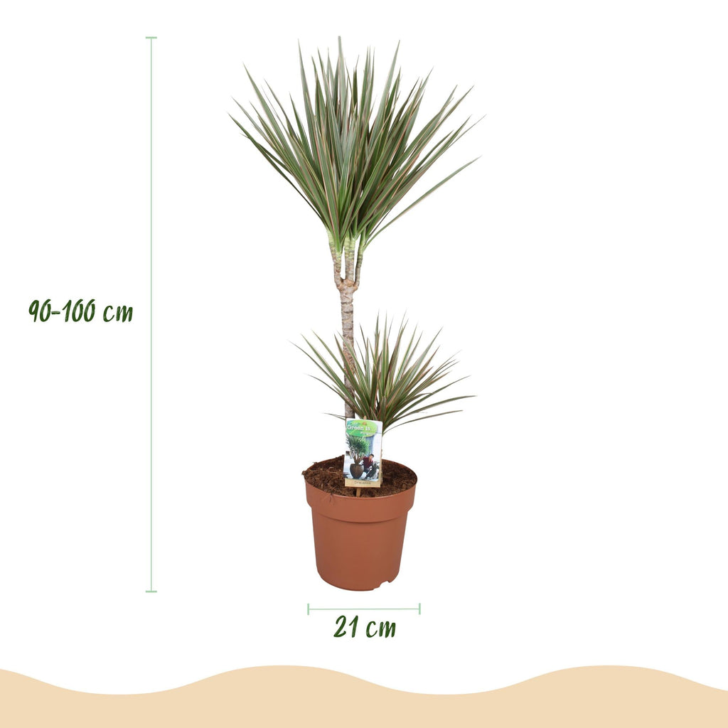 Dracaena Marginata Bicolor – 90-100cm 21cm – Pflegeleichter Drachenbaum in Grün – Braun mit zweifarbigen Blättern für modernes Interieur – Plant