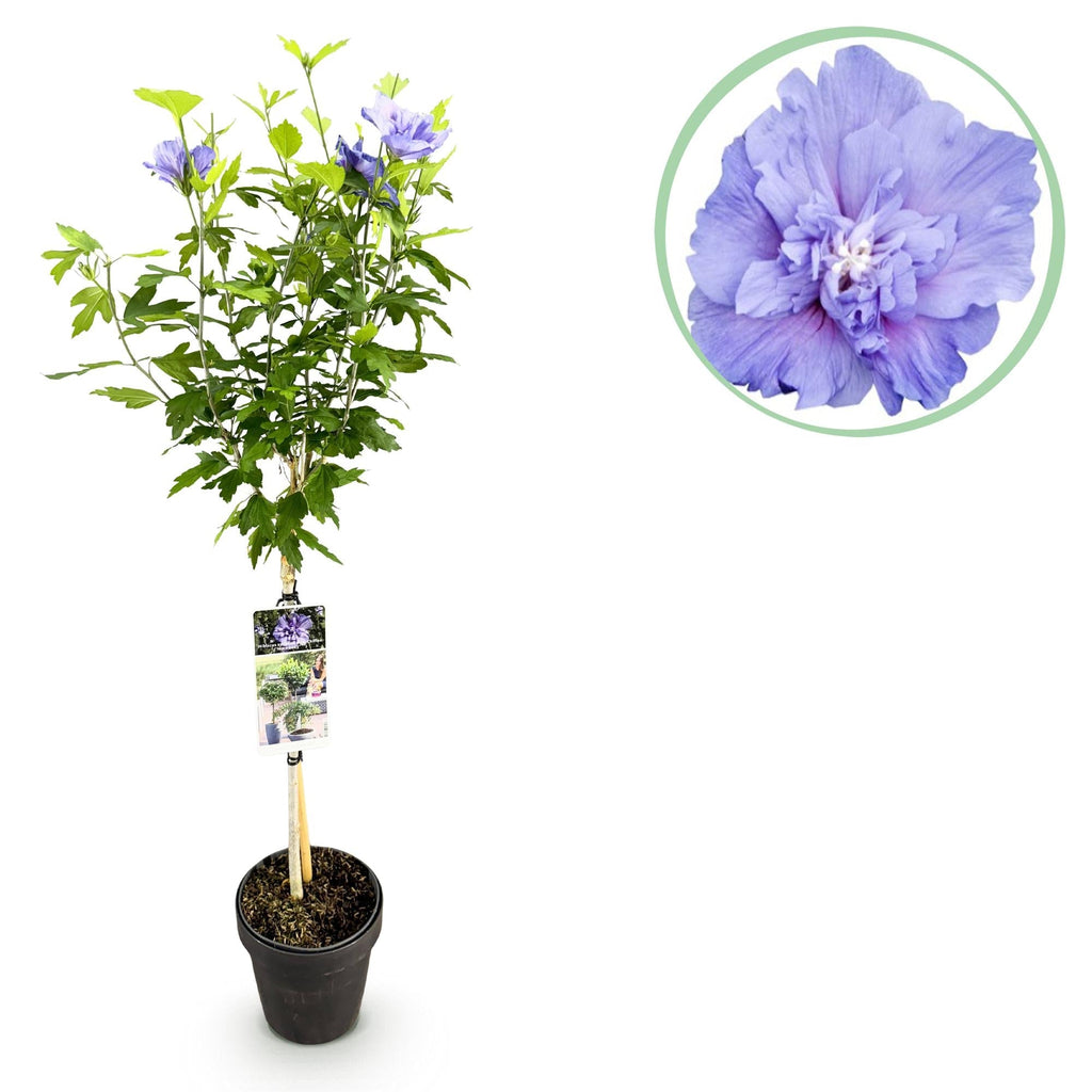 Hibiscus syriacus Blue Chiffon – Pflegeleichte Stamm – Pflanze mit großen blauen Blüten – Laubabwerfend – Ø19cm – Höhe ca. 90cm – Plant