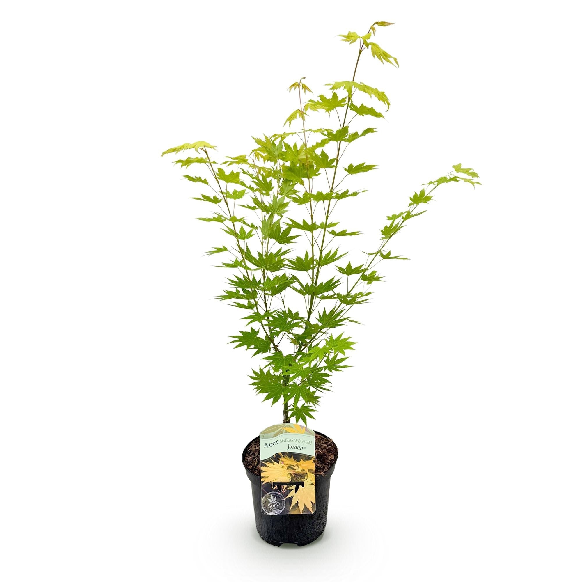 Japanischer Ahorn Acer palmatum 'Jordan' – Gelb – Grün – Balkon – & Gartenpflanze – Ø19cm – Ca. 70cm hoch – Plant