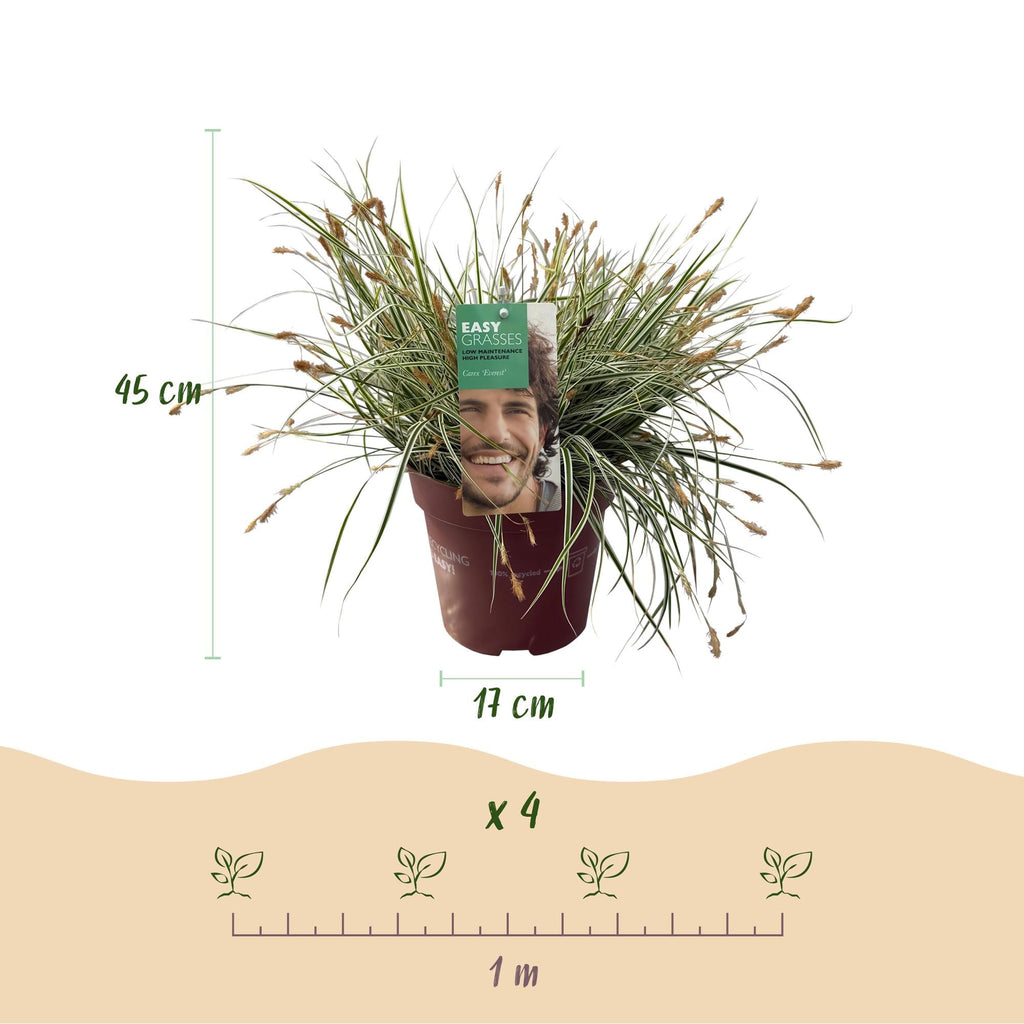 Ziergras Segge Carex oshimensis Everest – Weiß – Grün panaschiert – Immergrün & winterhart – Höhe ca. 50cm – 17cm – Pflegeleicht für Beet & Kübel – Plant