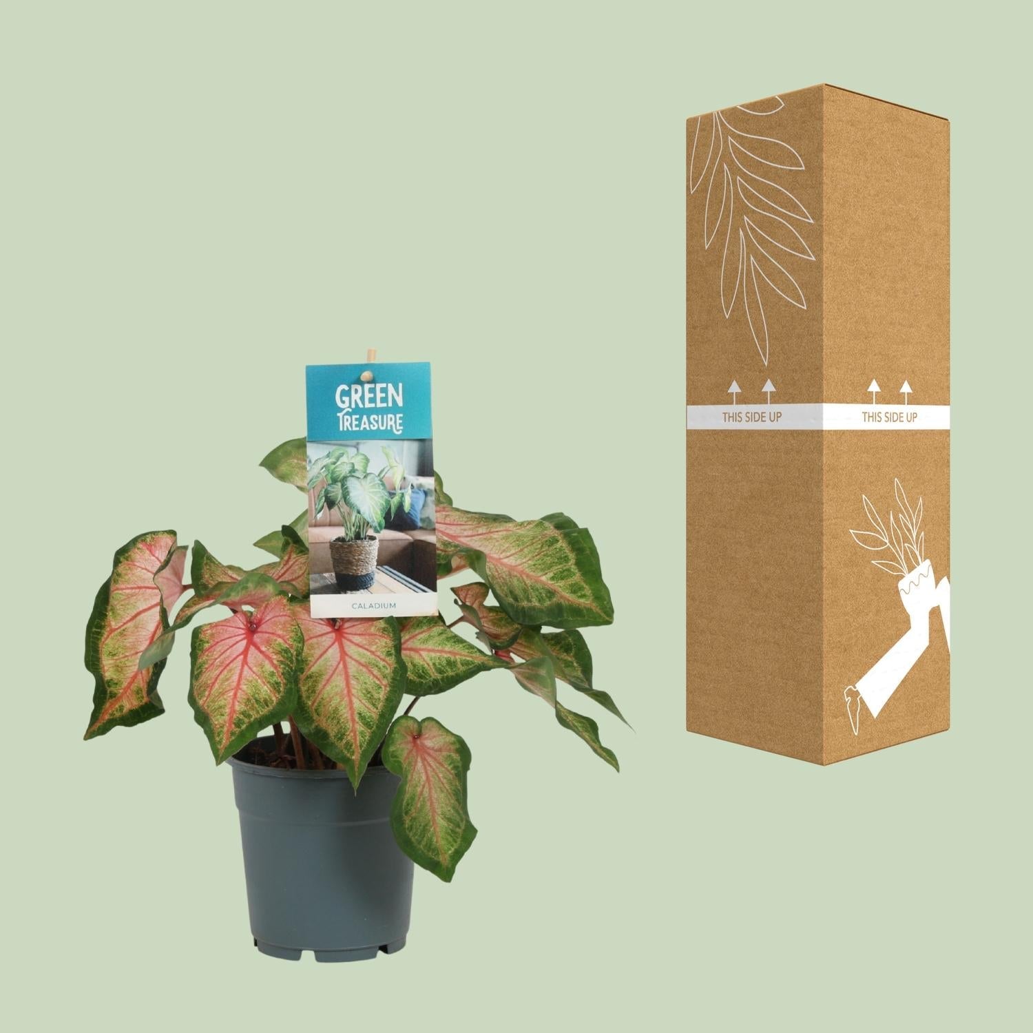Caladium Rose – Angel Wings – Ø12cm – ↕25cm – Tropische Zimmerpflanze mit rosa – grünem Laub – Dekorativ & pflegeleicht – Für halbschattige Standorte – Plant