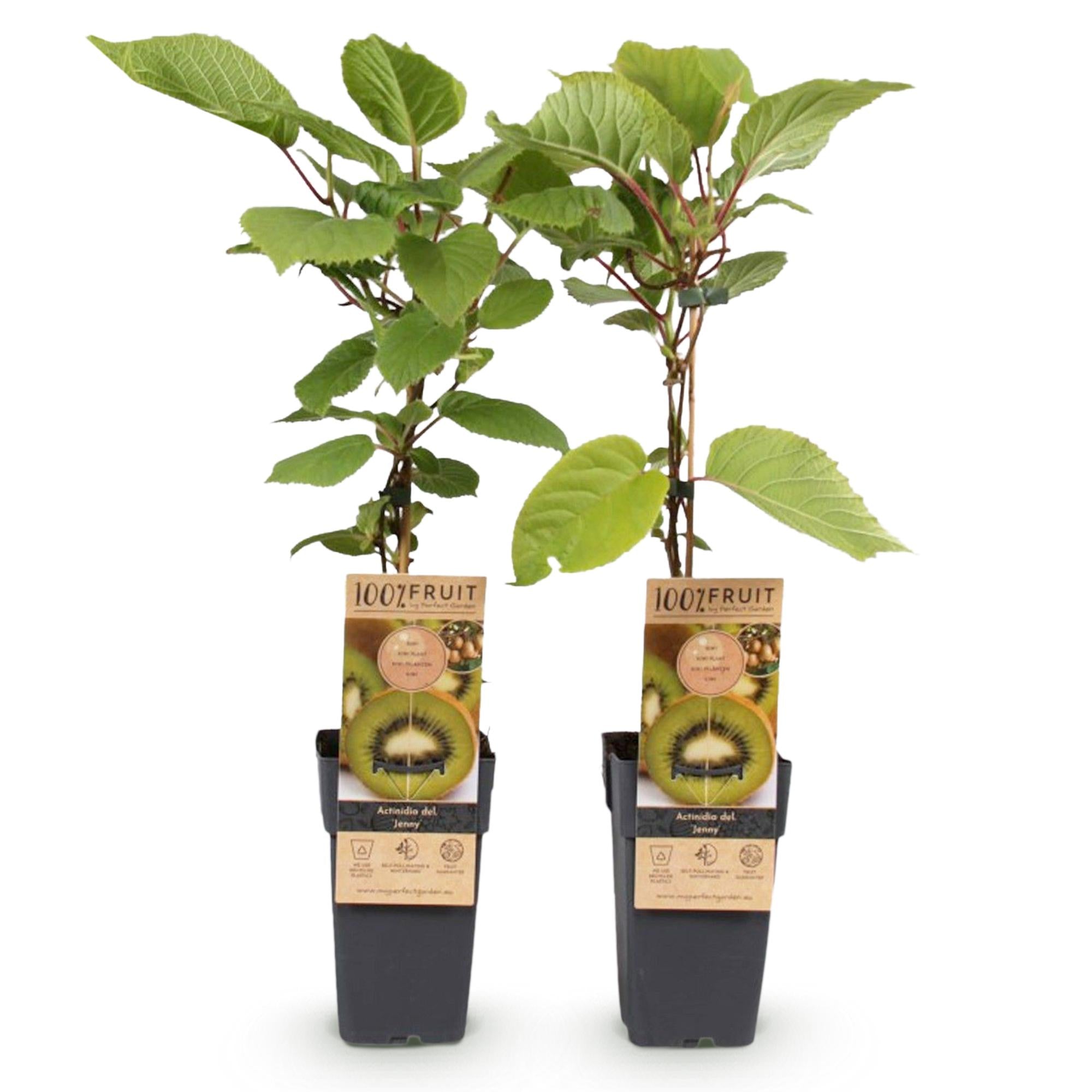 Kiwi Pflanze Actinidia deliciosa 'Jenny' – 2er – Set – Obstpflanze 15cm – ca. 50cm hoch – Selbstfruchtend – Für Garten & Balkon – Plant