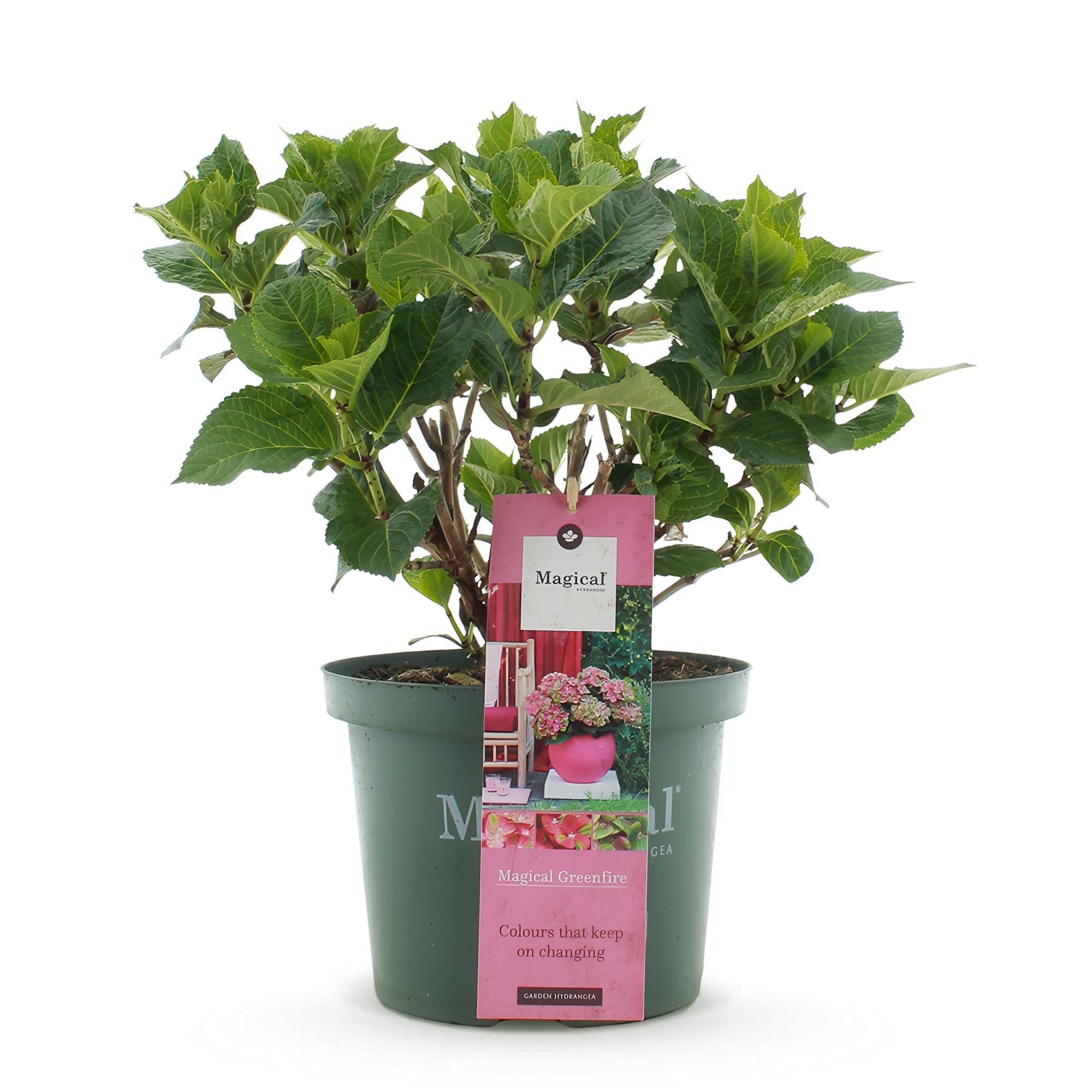 Hortensie Magical Green Fire – Hydrangea macrophylla – Rosa – Grün – Balkonpflanze – Im 23cm Topf – Ca. 55cm hoch – 6-10 Blüten – Pflegeleicht – Plant