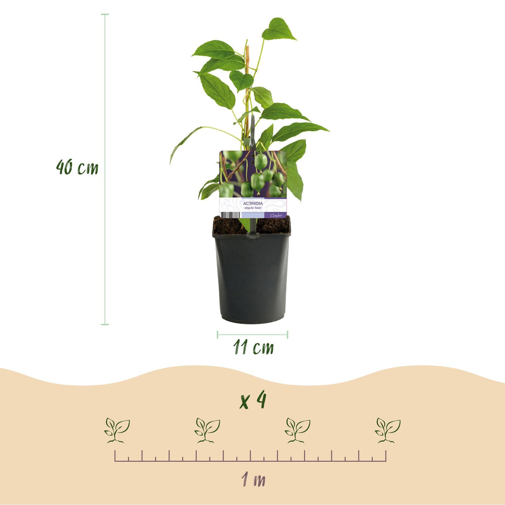 Kiwi Actinidia arguta Issai – 2 Pflanzen 11cm – ca. 40cm hoch – Winterharte Kiwibeere Obstpflanze mit süßen grünen Früchten – Pflegeleicht & kompakt für Garten & Terrasse – Plant