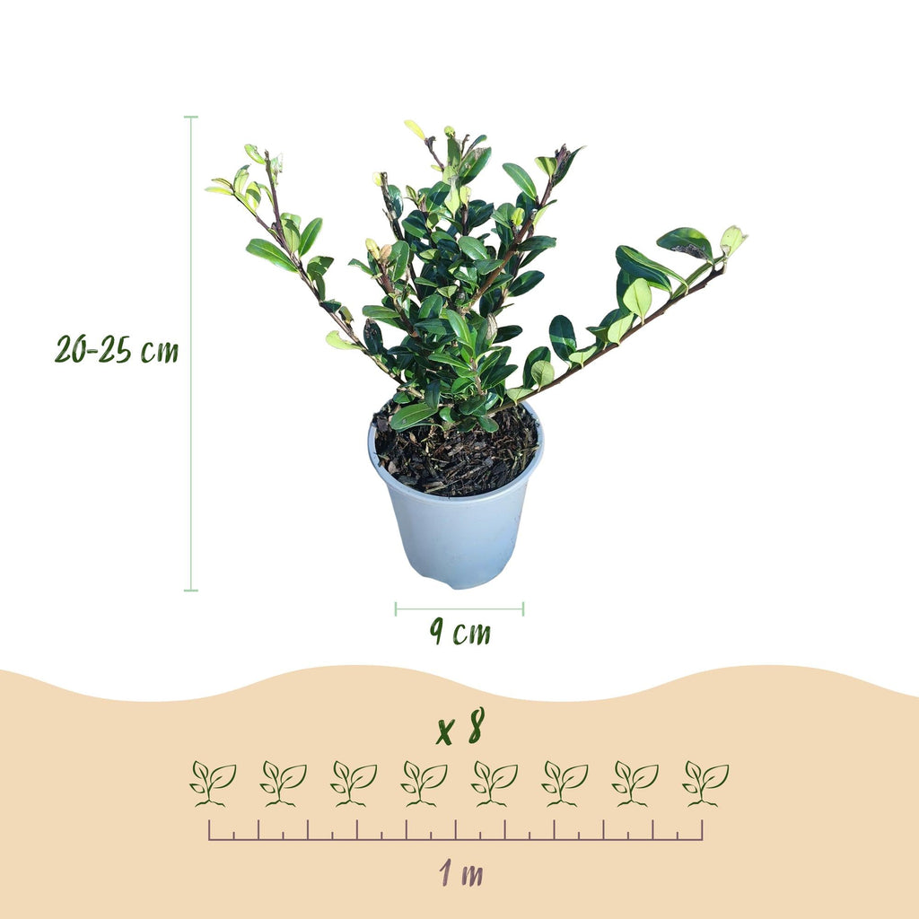 Ilex crenata Caroline Upright – 8 Pflanzen für 1 lfm Hecke – Immergrüner Strauch – 9cm Topf – Höhe 25-30cm