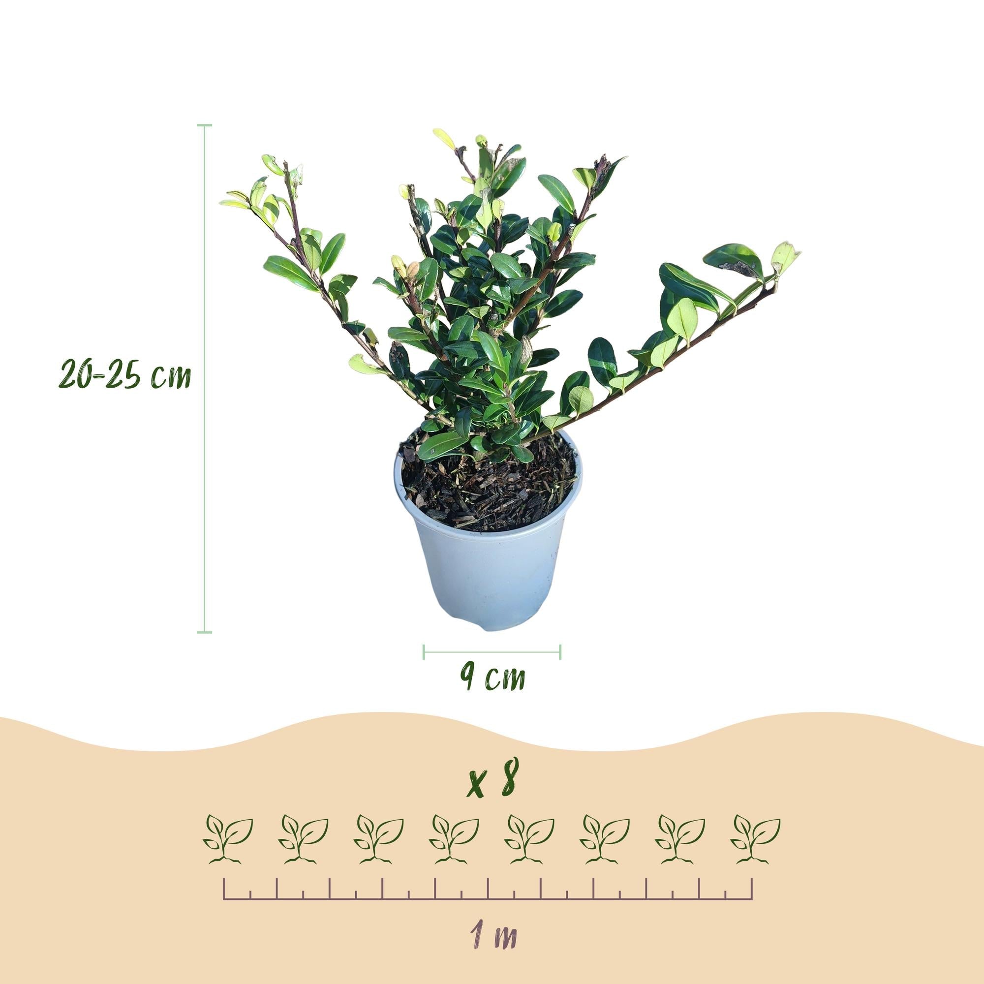 Ilex crenata Caroline Upright – 8 Pflanzen für 1 lfm Hecke – Immergrüner Strauch – 9cm Topf – Höhe 25-30cm