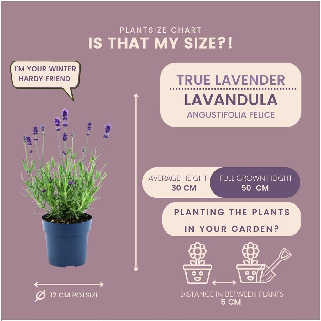 Echter Lavendel Felice – Lavandula angustifolia – Ø12cm – 50cm hoch – 24 Pflanzen – Winterhart – Duftend – Bienen & Schmetterlinge – Plant