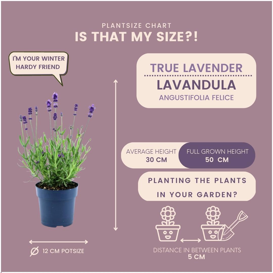 Echter Lavendel Felice – Lavandula angustifolia – Ø12cm – 50cm hoch – 24 Pflanzen – Winterhart – Duftend – Bienen & Schmetterlinge – Plant