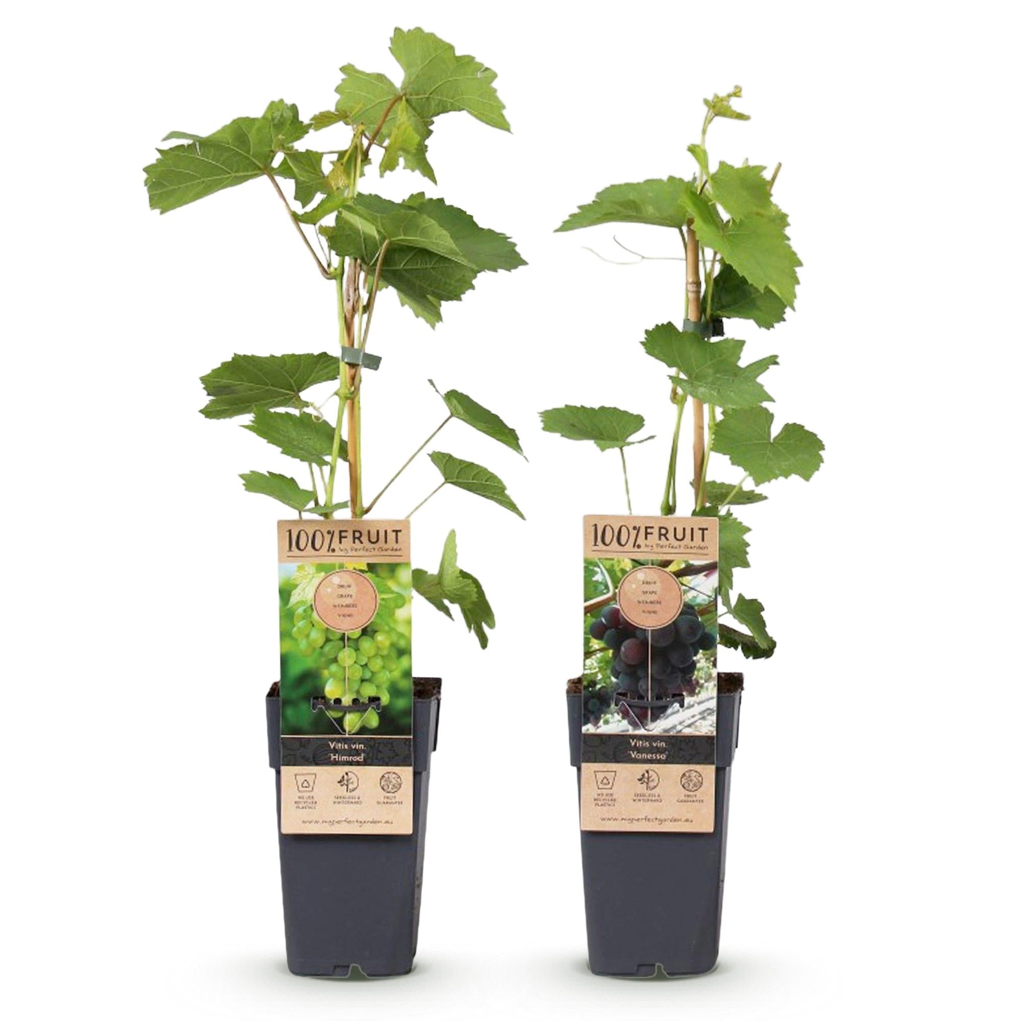 Weinrebe – Vitis vinifera Vanessa & Himrod – Kernlose lila & weiße Trauben – 2 Pflanzen – Obstpflanze – 15cm – Höhe 50cm – Plant