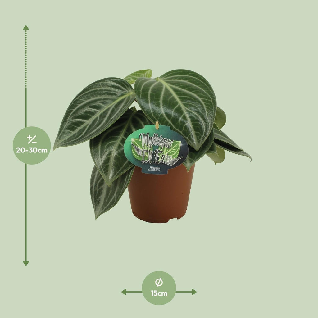 Zwergpfeffer Peperomia Sarcophylla – Zimmerpflanze – Einzigartige Blattmuster – Ø15cm – Höhe 25cm – Pflegeleicht – Plant