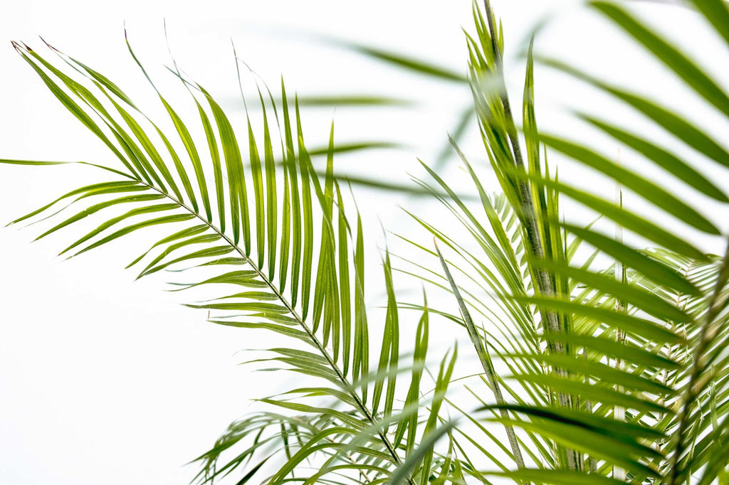 Phoenix Roebelenii auf Stiel – 190-200cm – Edle Zwerg – Dattelpalme für Innen & Außen – Exotische Palme mit gefiederten Blättern – Plant