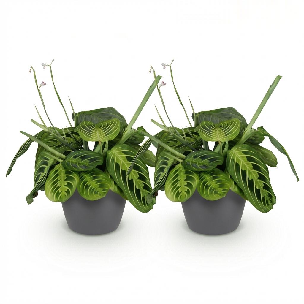 Maranta Fascinator Lemon Lime 2er Set Zimmerpflanzen Mit Grauem Topf Ø12cm Höhe ca.25cm Gebetspflanze Grün Haustierfreundlich Pflegeleicht