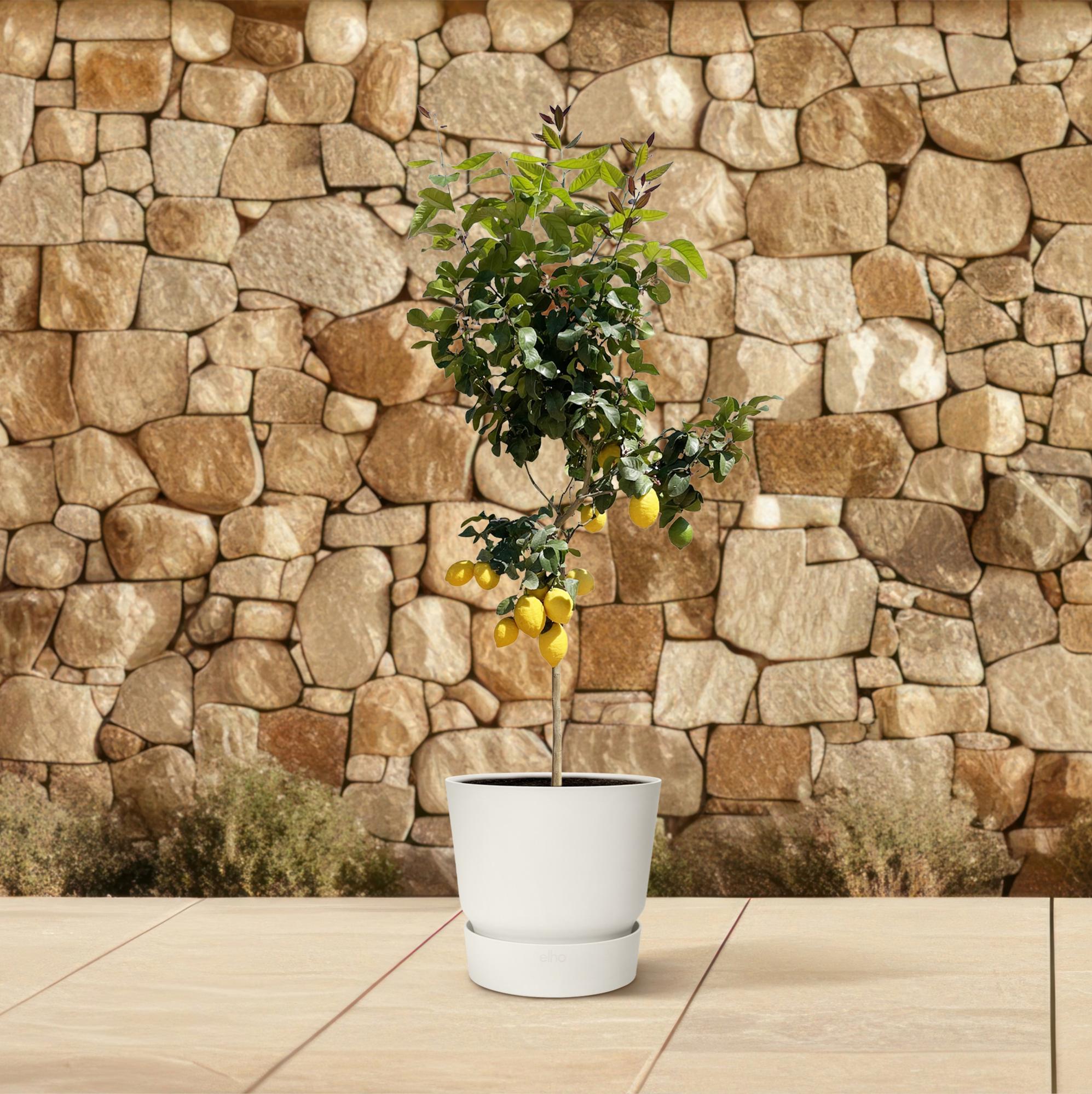 Zitronenbaum – Citrus limon – ca. 150cm hoch – Ø24cm – duftende Blüten & essbare Zitronen – immergrüne Zimmer – & Terrassenpflanze – Plant