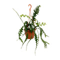 Fischgrätenkaktus – Epiphyllum anguliger – Zimmerpflanze - 35 cm – Ø17 cm – Hängepflanze mit gezackten Blättern – Exotisch & pflegeleicht