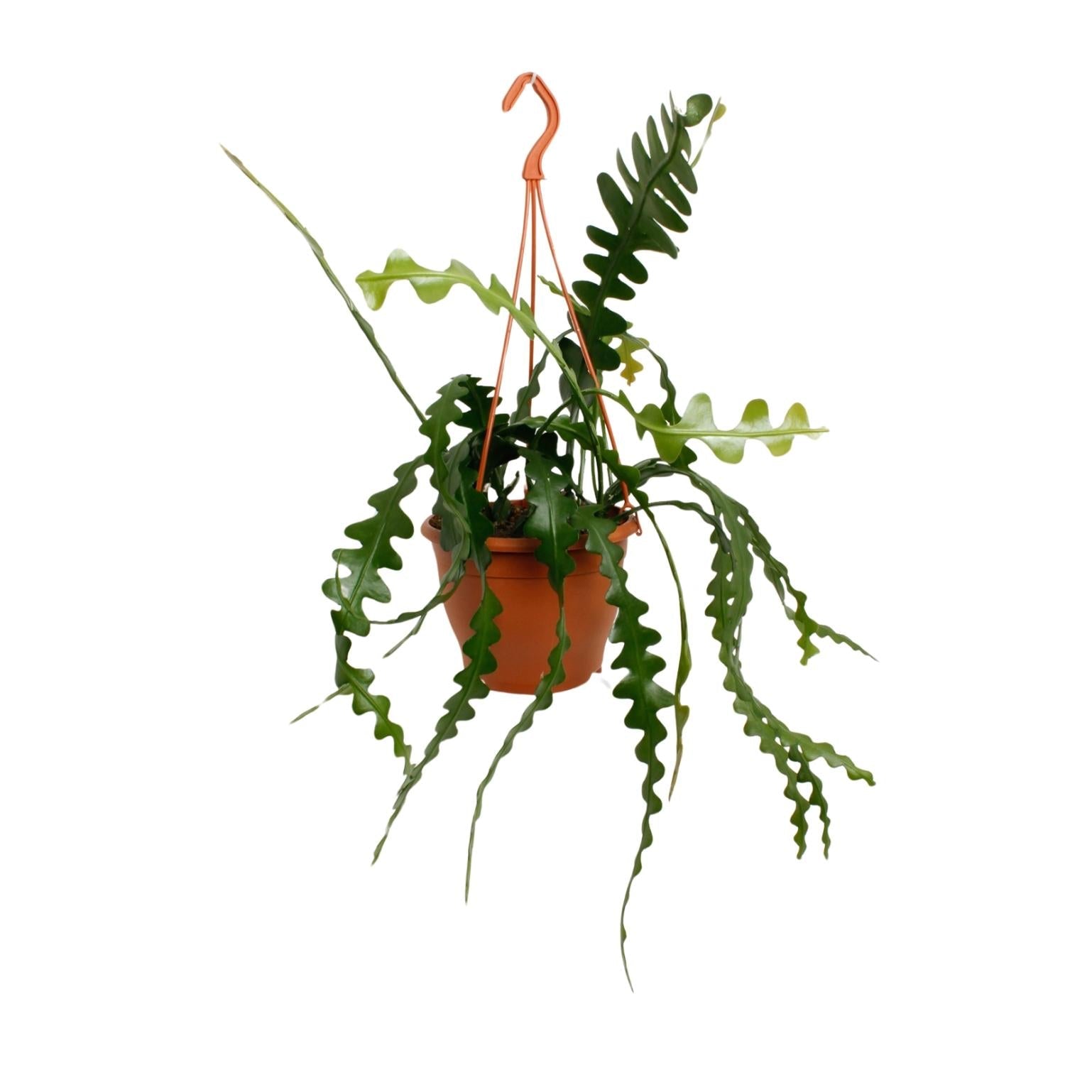 Fischgrätenkaktus – Epiphyllum anguliger – Zimmerpflanze - 35 cm – Ø17 cm – Hängepflanze mit gezackten Blättern – Exotisch & pflegeleicht
