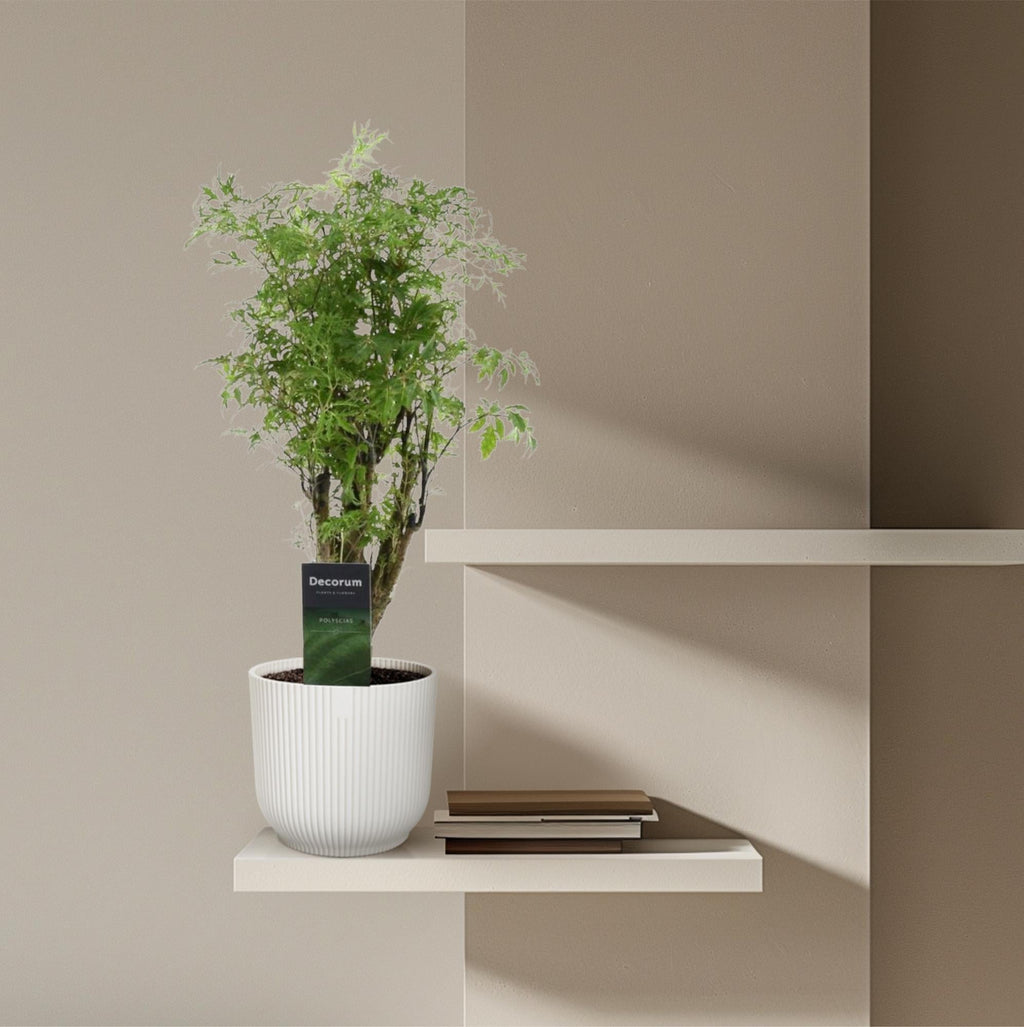 Polyscias Hawaiiana Ming 45cm – Ø12cm – Zimmerpflanze mit dichtem, tiefgrünem Blattwerk – Pflegeleicht & ideal für Wohnzimmer, Büro & Innenräume – Plant