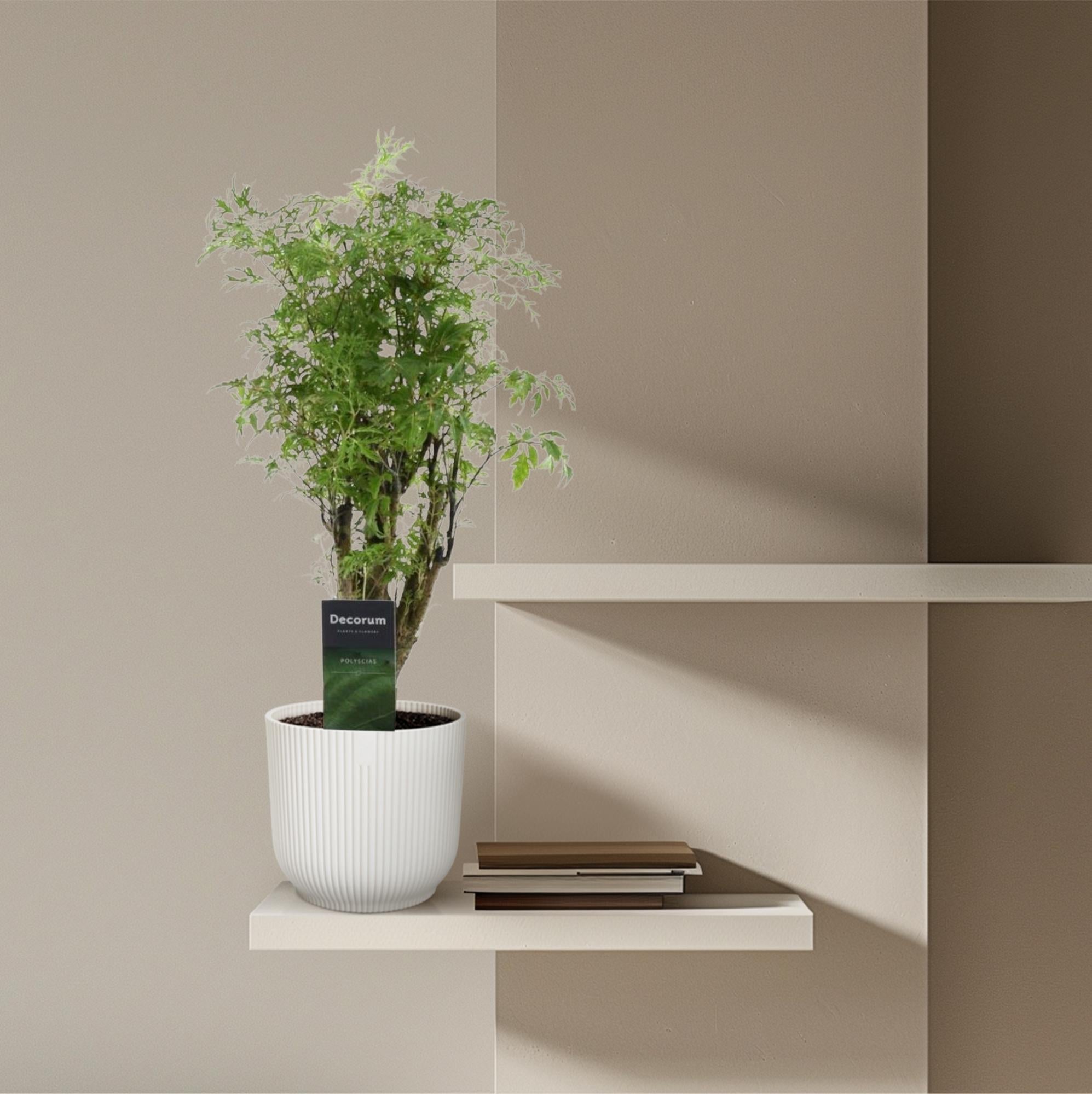 Polyscias Hawaiiana Ming 45cm – Ø12cm – Zimmerpflanze mit dichtem, tiefgrünem Blattwerk – Pflegeleicht & ideal für Wohnzimmer, Büro & Innenräume – Plant