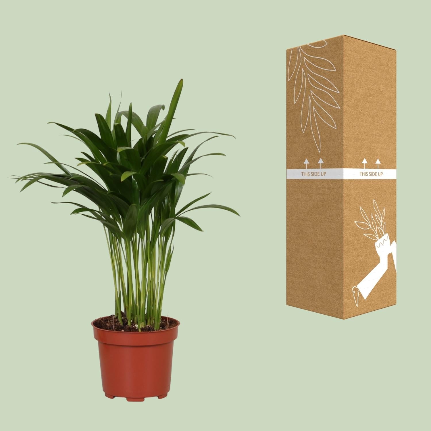 Areca Catechu – Tropische Goldpalme für Innenräume – 35cm Ø12cm – Pflegeleichte Zimmerpflanze mit eleganten Wedeln – Plant