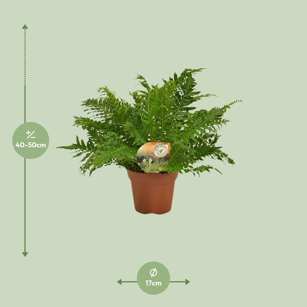 Zwerg – Baumfarn – Blechnum Silver Lady – Zimmerpflanze – Ø17cm – ↕50cm – Pflegeleicht – Silbergrüne Wedel – Luftreinigend – Plant