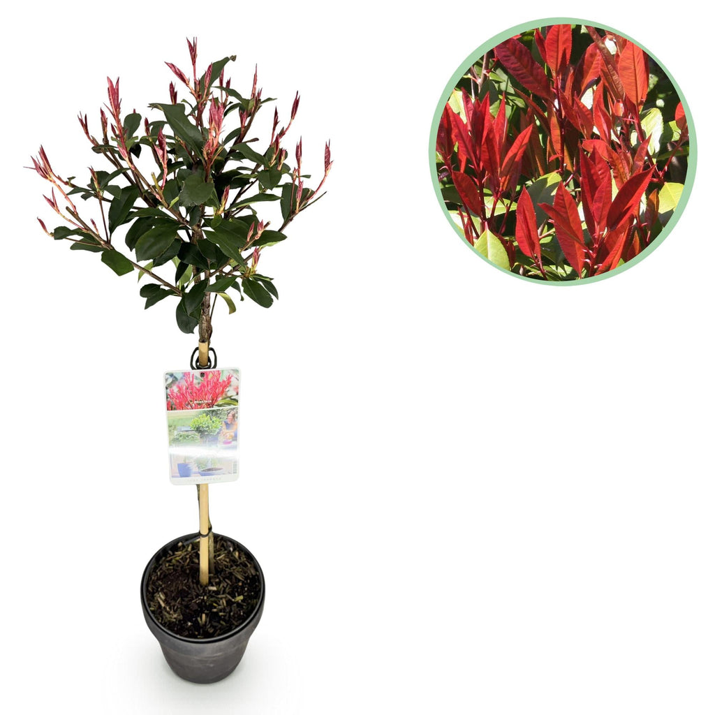 Glanzmispel Photinia fraseri Carré Rouge – 19cm Höhe ca.90cm – Immergrün & winterhart – Grün – rotes Laub – Ziergehölz – Plant