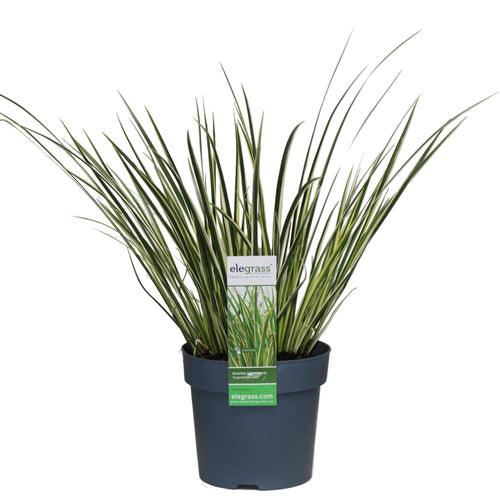 Acorus gramineus 'Argenteostriatus' – Immergrünes Ziergras mit gelbgrünen Streifen – Ø14cm – 30cm hoch – Ideal für feuchte Standorte & Uferbereiche – Plant