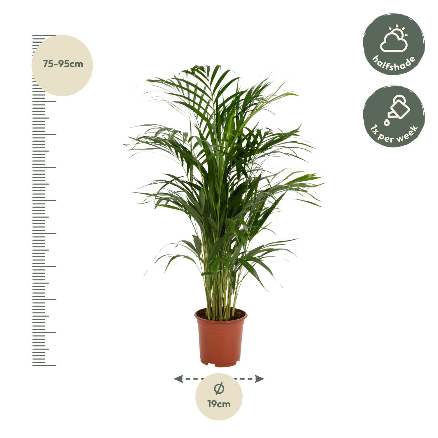 Areca – Palme – Dypsis lutescens – Ø17cm x ↕70cm – Goldpalme als tropische Zimmerpflanze – Luftreinigend, pflegeleicht & dekorativ – Plant