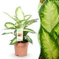Dieffenbachia Camilla – 17cm – Höhe 45-50cm – Pflegeleichte bunt gemusterte Zimmerpflanze für Wohnzimmer, Büro und schattige Innenräume – Plant