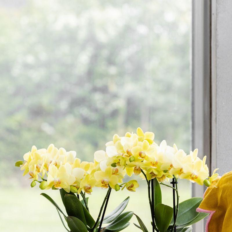 Gelbe Albenga Orchidee im Bold Cognac Übertopf Ø9cm – blühende Zimmerpflanze frisch vom Züchter – sonnengelbe Orchidee als Deko – Highlight