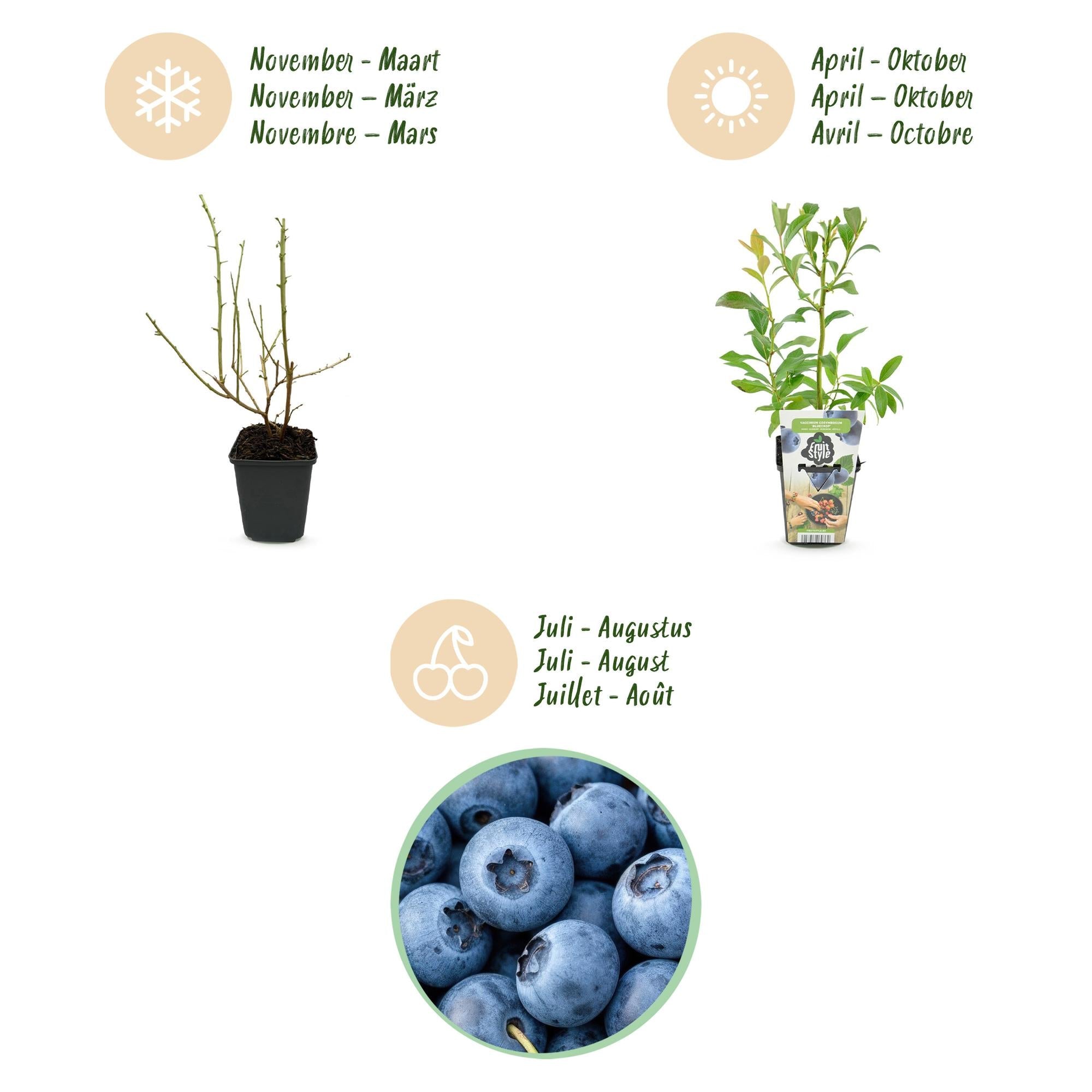 Heidelbeere Vaccinium corymbosum Bluecrop winterhart 6 Pflanzen Ø9cm Höhe30cm – Ertragreiche Heidelbeere für Garten Balkon & Terrasse