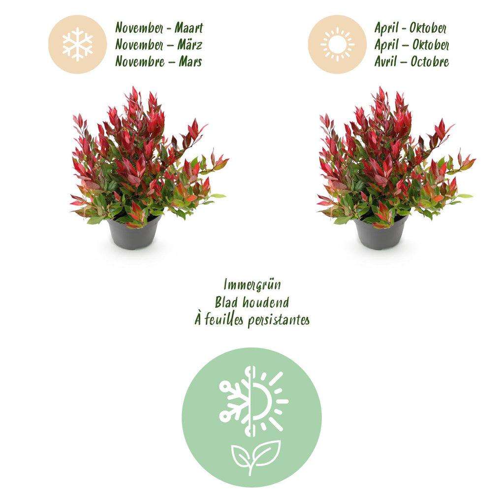 Traubenheide Leucothoe Little Flame – 17cm Höhe ca.40cm – Immergrün & farbwechselnd – Rotes Herbstlaub – Pflegeleichter dekorativer Zierstrauch – Plant