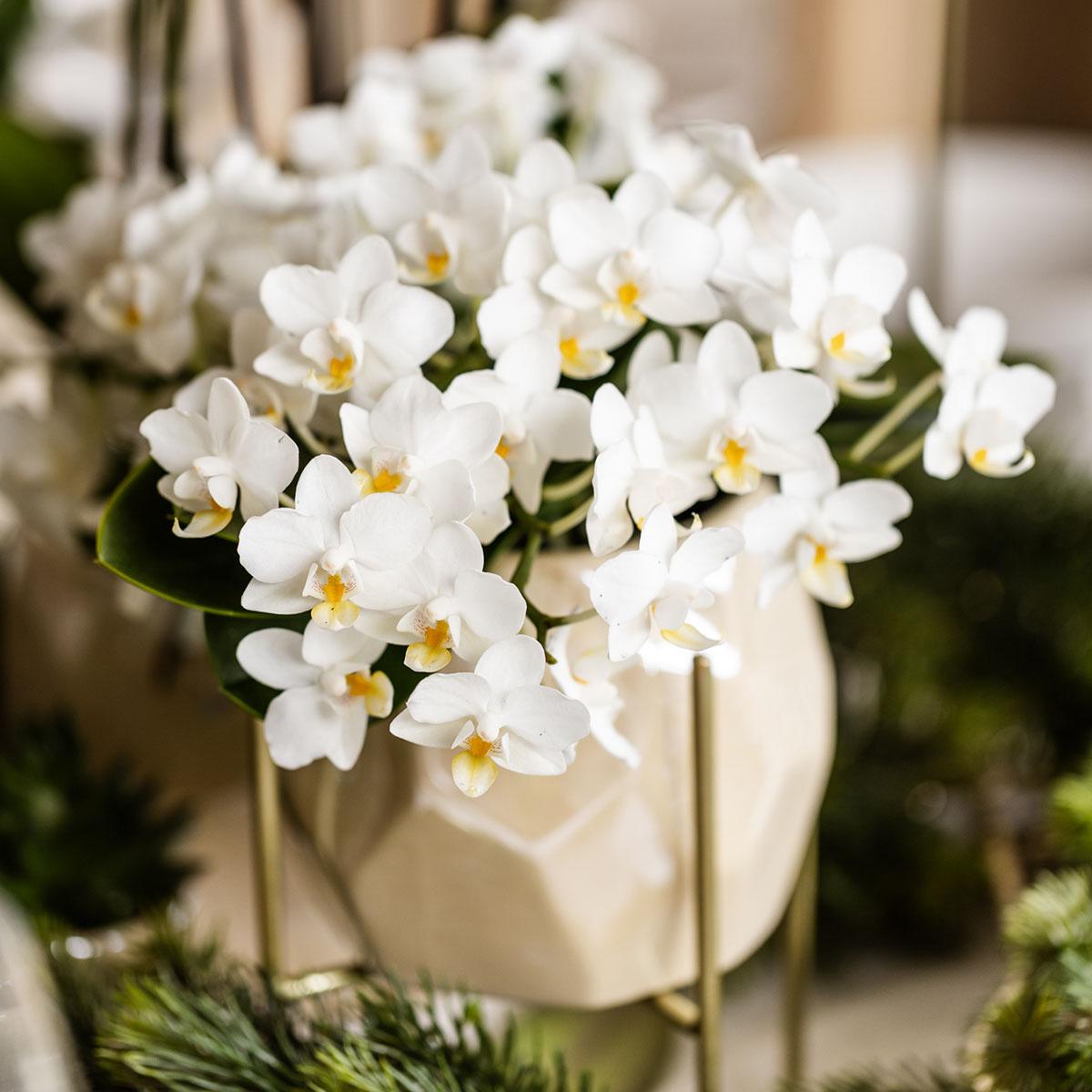 Weiße Phalaenopsis Orchidee Nazaré – Ø9cm – Elegante Zimmerpflanze – Pflegeleicht & Blühfreudig – Ideal für Küche, Wohnzimmer & Büro – Plant