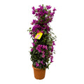 Drillingsblume Bougainvillea Pyramide 80cm – Ø17cm – blühende Kletterpflanze als Pyramidenform – leuchtende Farben für Terrasse, Balkon & Garten – Plant