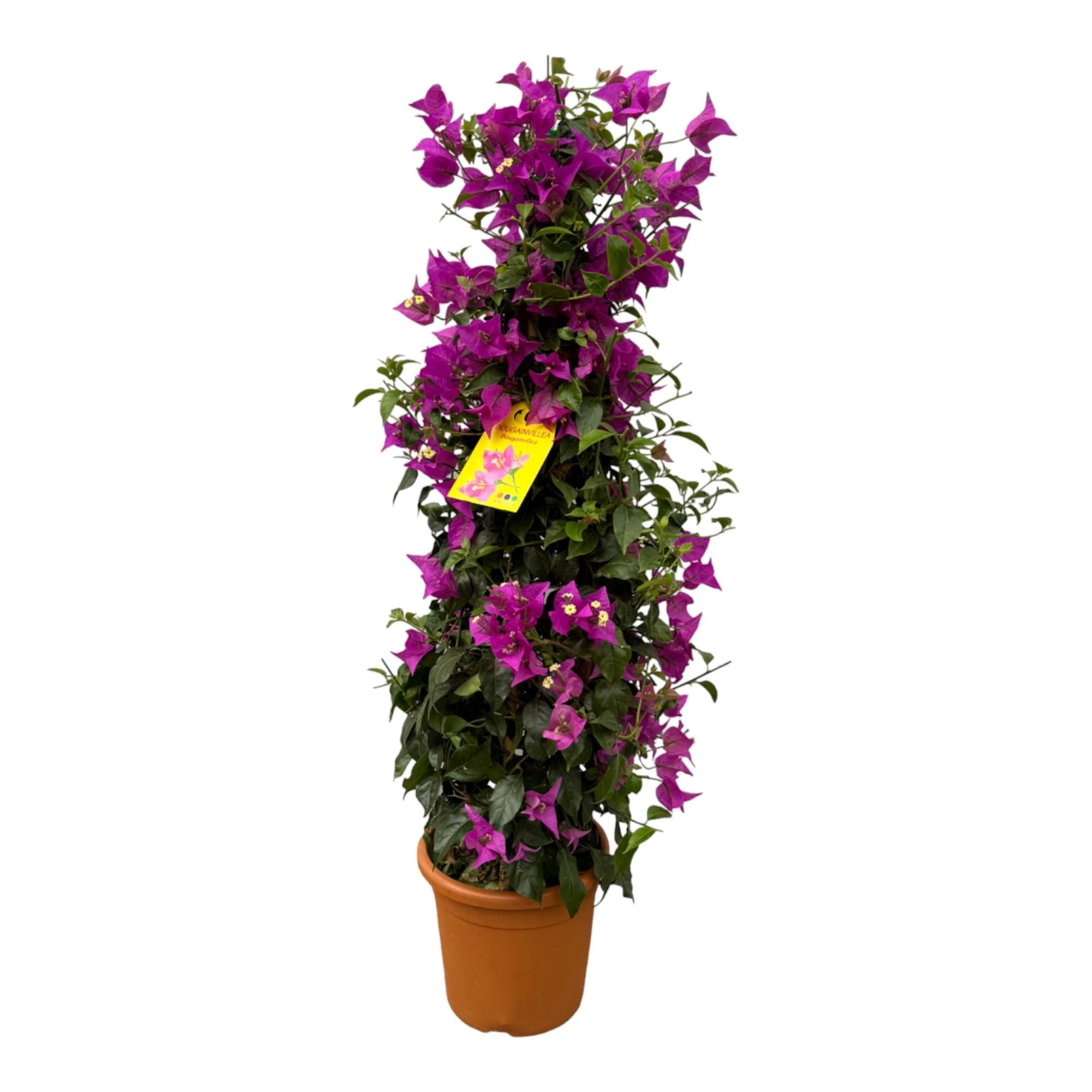 Drillingsblume Bougainvillea Pyramide 80cm – Ø17cm – blühende Kletterpflanze als Pyramidenform – leuchtende Farben für Terrasse, Balkon & Garten – Plant