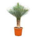 Palmlilie Yucca Rostrata – Zimmerpflanze 170cm – Ø55cm – Winterhart – Pflegeleichte, exotische Solitärpflanze – Plant