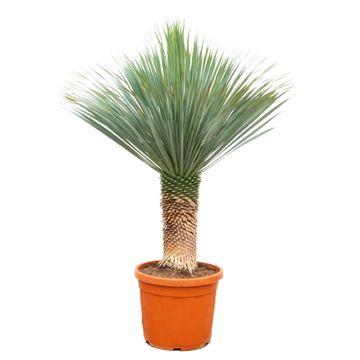 Palmlilie Yucca Rostrata – Zimmerpflanze 170cm – Ø55cm – Winterhart – Pflegeleichte, exotische Solitärpflanze – Plant