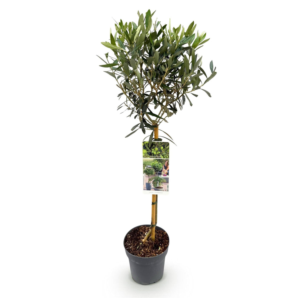 Olea Europaea Olivenbaum auf Stamm – Immergrüne Terrassenpflanze – Pflegeleicht – Ø19cm – Höhe ca. 90cm – Mediterranes Flair für Balkon & Garten – Plant