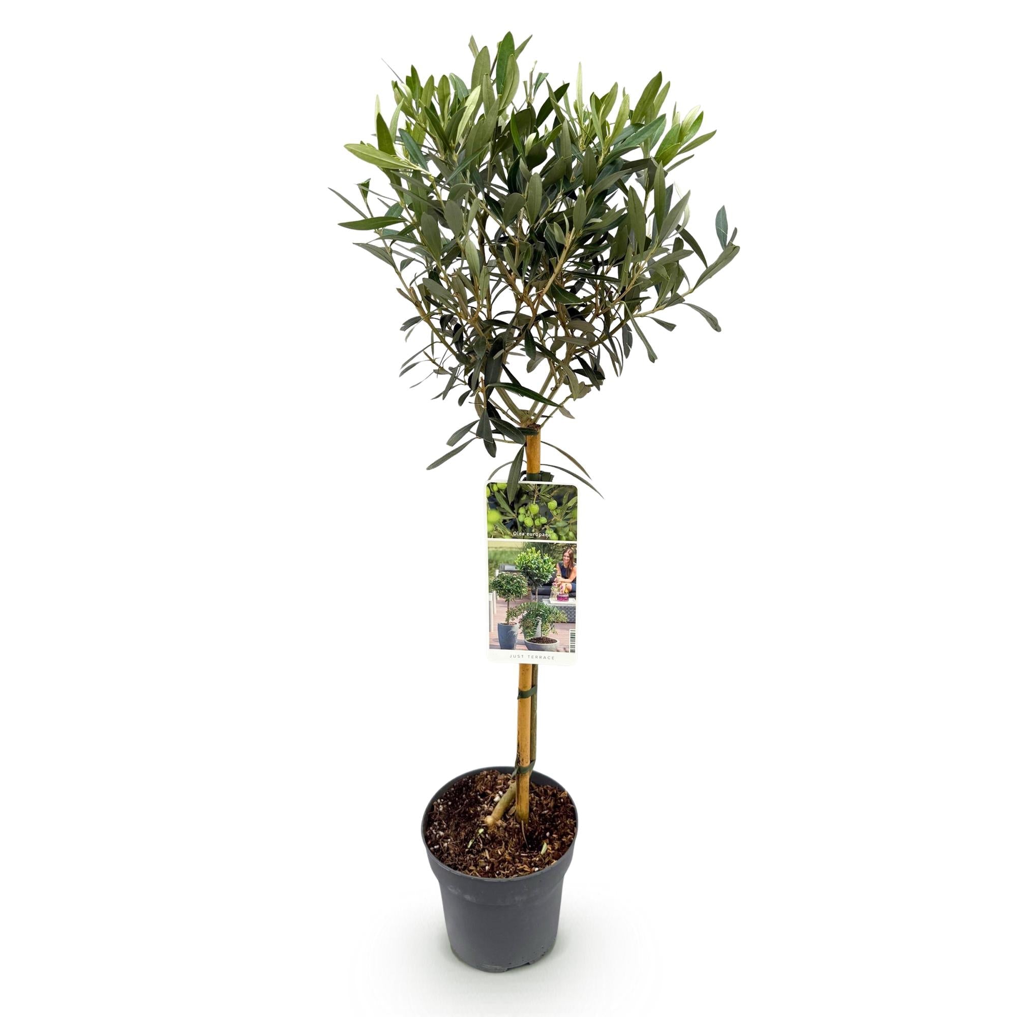 Olea Europaea Olivenbaum auf Stamm – Immergrüne Terrassenpflanze – Pflegeleicht – Ø19cm – Höhe ca. 90cm – Mediterranes Flair für Balkon & Garten – Plant