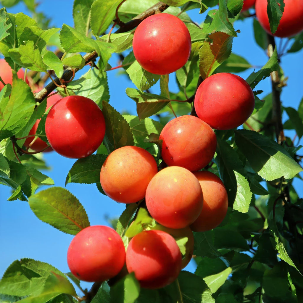 Pflaumenbaum Prunus domestica Victoria – Obstpflanze – Rote Pflaumen – 21cm – Höhe 90cm – Einfache Pflege – Sommerliche Ernte – Plant