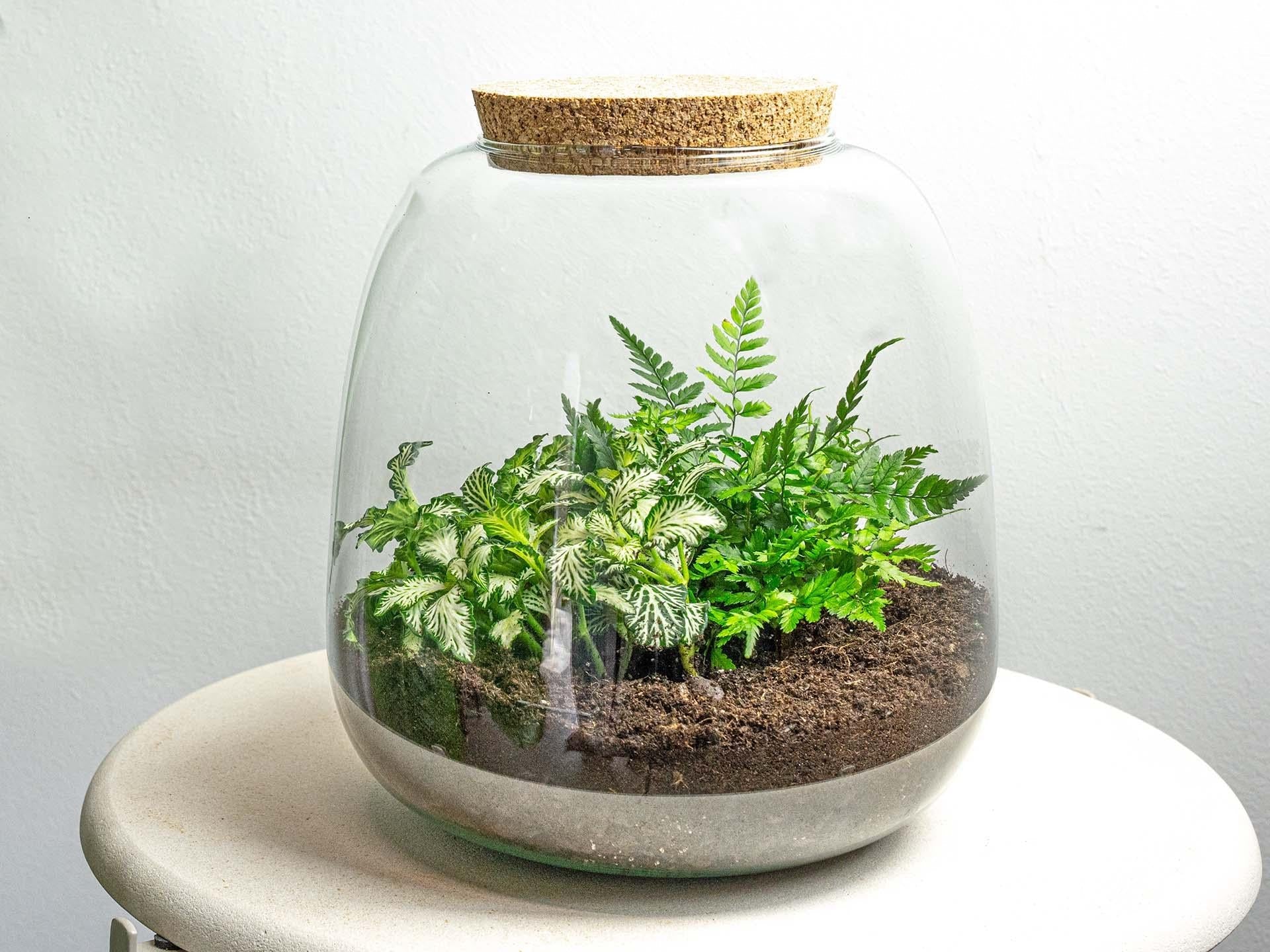 Flaschengarten Terrarium Emma Mini DIY Bausatz – Ø19cm x ↑20cm – Pflanzenterrarium mit Fittonia White Tiger & Farn – Nachhaltiger Mini – Plant
