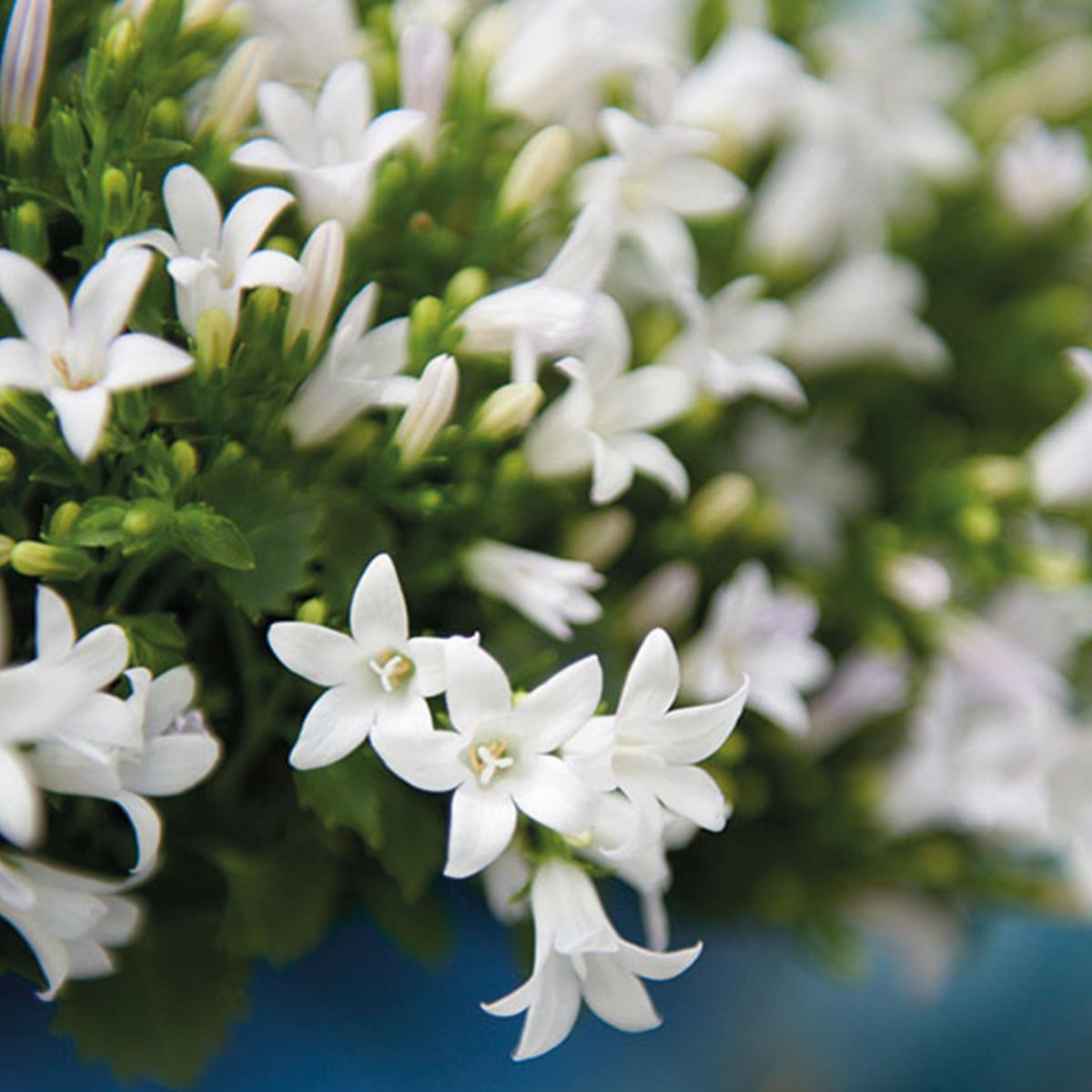 Campanula Addenda Ambella weiß 3er Set – Glockenblume weiß im Baumwollkorb mit Bewässerungsreservoir – Topfgröße 12cm – Plant