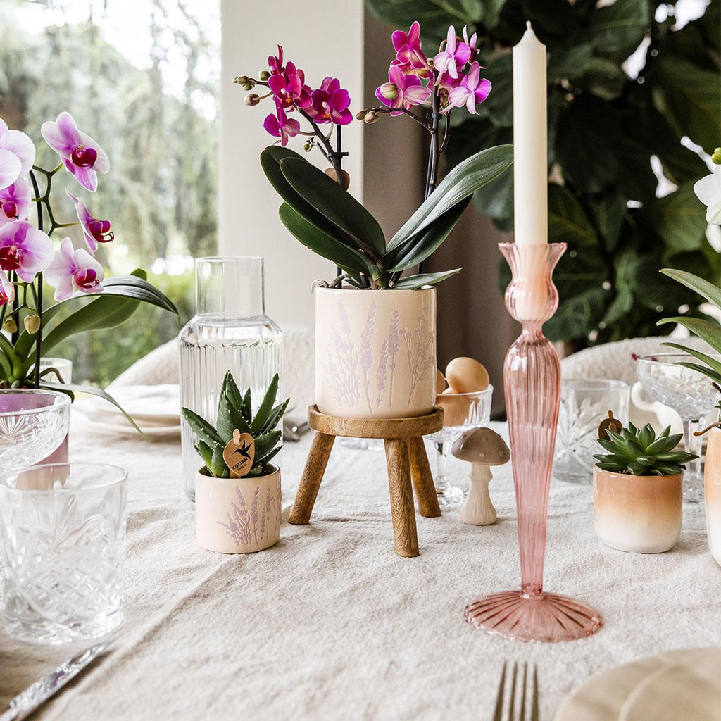 Blumentopf Lavendel – Ø6cm – Pflanztopf für Mini-Pflanzen, Sukkulenten & Kräuter – Leicht & robust – Plant