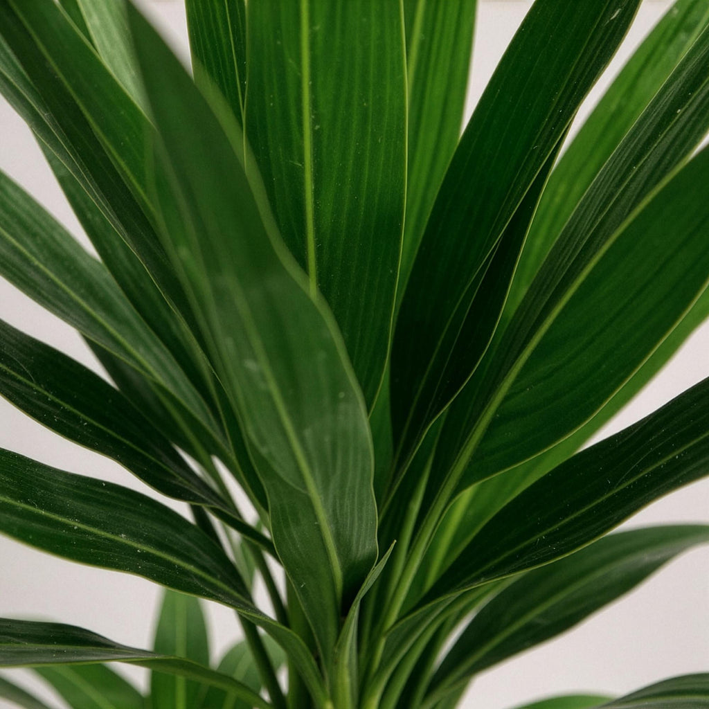 Palmlilie Yucca Elephantipes – 100cm – 21cm – Pflegeleichte Palmlilie mit langen, spitzen Blättern – Plant