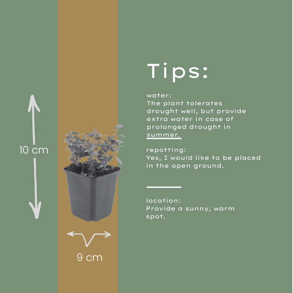 Origanum laevigatum Herrenhausen – Ø9cm – Höhe 10-25cm – Winterharter Zieroregano – Bienenfreundlich – Für Beet & Steingarten