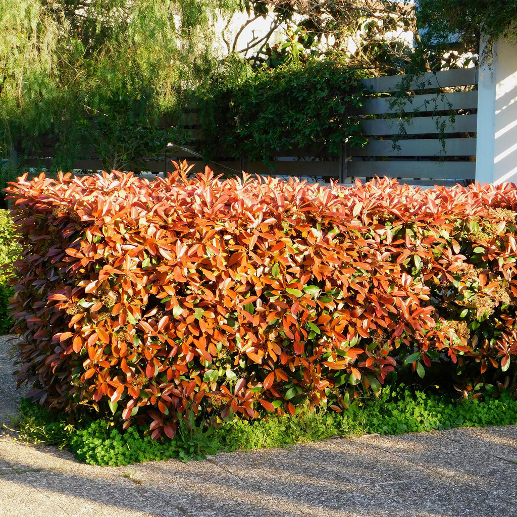 Photinia fraseri Red Robin – 6 Pflanzen für 1 laufenden Meter – Frasers Glanzmispel – Immergrüne Heckenpflanze im 17cm Topf – ca. 55cm hoch – Plant