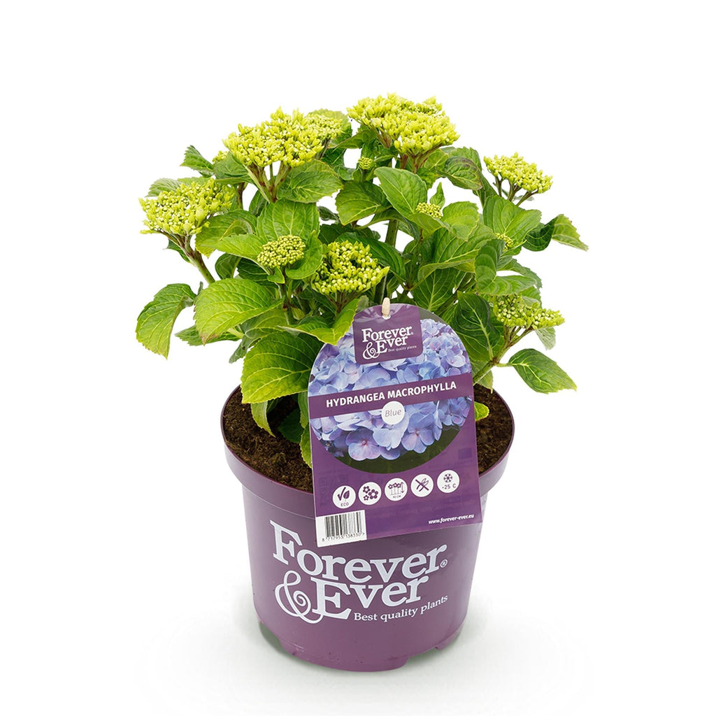 Hortensie Forever & Ever – Hydrangea macrophylla – Blau – Balkonpflanze – 7-12 Blüten – Im 23cm Topf – Ca. 55cm hoch – Für Terrasse, Balkon & Beet – Plant