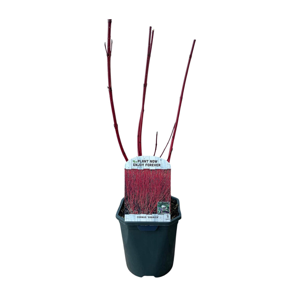 Rotholz – Hartriegel – Cornus alba 'Sibirica' – Ø17cm – ca. 45cm hoch – Zierstrauch mit roten Zweigen – Winterhart & pflegeleicht – Bienenfreundlich – Plant