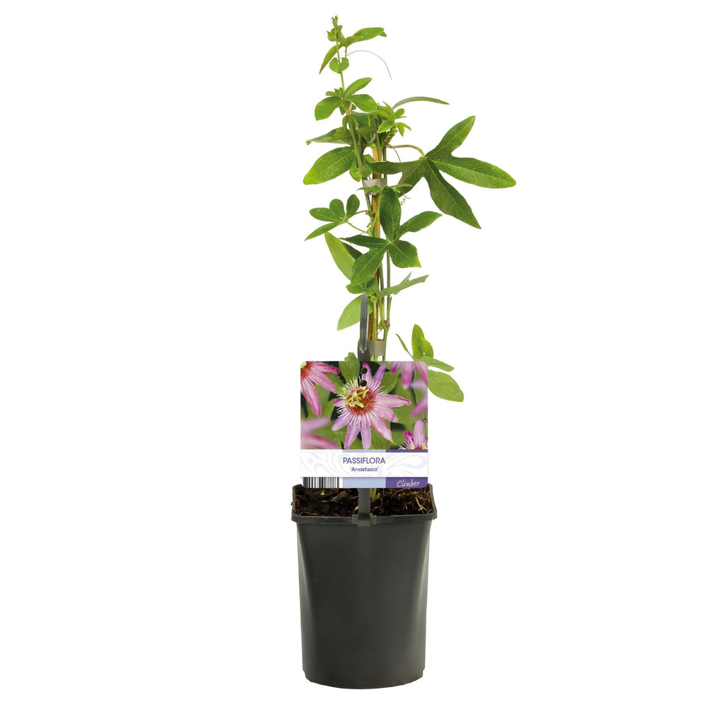 Passionsblume Passiflora Anastasia – 2 Pflanzen 11cm – ca. 40cm hoch – Exotische Kletterpflanze mit rosa Blüten – Pflegeleicht & dekorativ – Plant