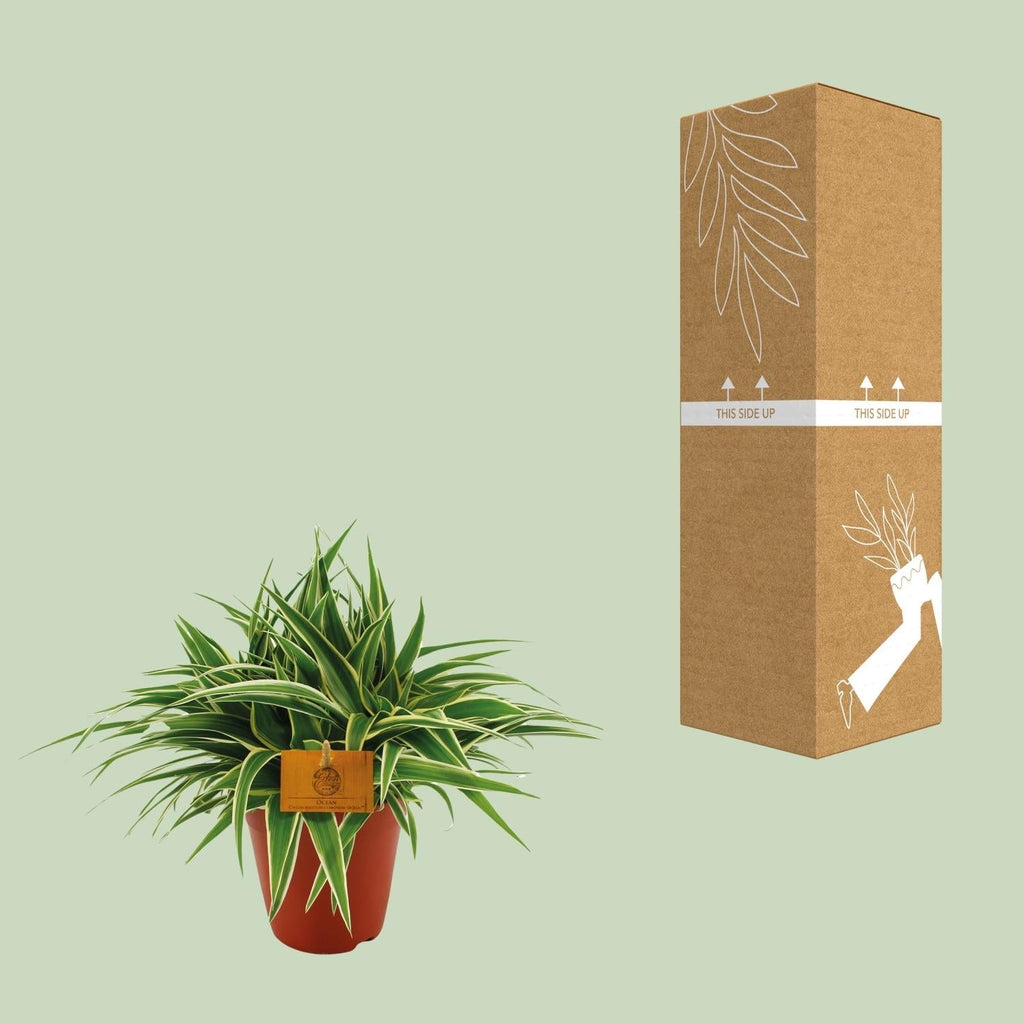 Grünlilie – Chlorophytum Ocean – Zimmerpflanze – Ø15cm – ↕25cm – Pflegeleichte Spinnenpflanze mit langen, grünen Blättern – Plant